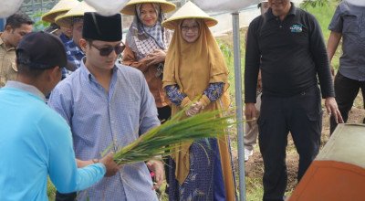 Bupati Trenggalek Panen Padi di Lahan Hemat Air