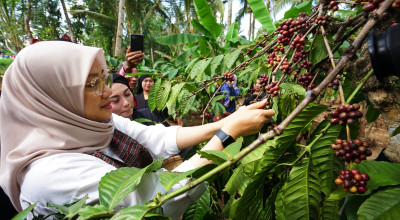Kopi Robusta Banyuwangi Diverifikasi untuk Dapat Indikasi Geografis