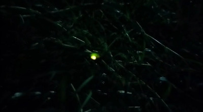 Rekomendasi Warung Unik di Jember, Narafood Sajikan Keindahan Kunang-Kunang