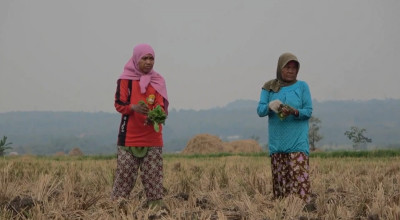 Kemarau Basah Resahkan Petani Tembakau Lamongan
