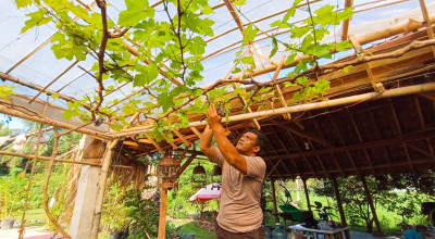 Polisi di Jember Sukses Budidaya Anggur Eropa, Setahun Beromzet Puluhan Juta