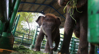 Melihat Rocky Balboa, Anak Gajah Dumbo yang Baru Lahir di KBS