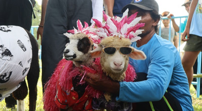 500 Kambing dan Sapi Beradu Keren di Banyuwangi