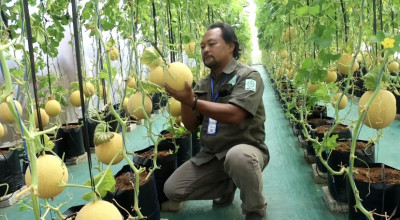 Melihat Budi Daya Melon Berbasis IoT di Kediri: Petani Ringan, Rasa Buah Lebih Manis