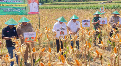 Panen Jagung di Ponorogo, Menko PMK Muhadjir Disambati Harga Anjlok