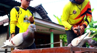 Warga Sidoarjo Sukses Ternak Merpati Beromzet Miliaran Rupiah, Berikut Tipsnya