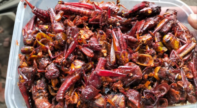 Kuliner Belalang Goreng Ambulu Jember, Gurihnya Tembus Mancanegara