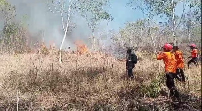 Hutan Orak Arik Trenggalek Terbakar, Petugas Kewalahan Padamkan Api