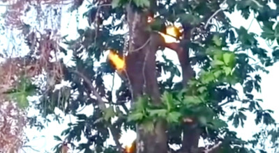 Viral, Pohon Sukun di Sumenep Keluarkan Api