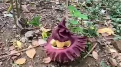 Bunga Bangkai Ditemukan di Bondowoso, Aroma Busuk Tercium hingga 20 Meter