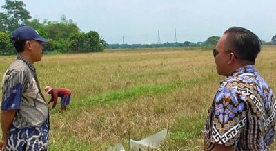 3 Desa di Sidoarjo Kekeringan, Puluhan Hektare Sawah Gagal Panen