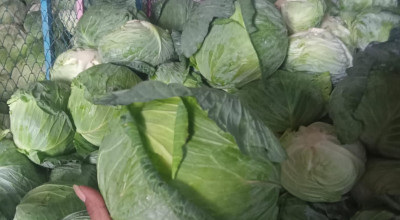 Hasil Panen Kubis Warga Binaan Lapas Kelas I Malang Diekspor ke Taiwan