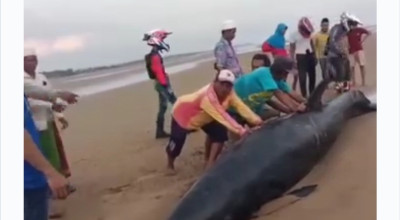 Warga Sampang Temukan Paus Terdampar di Pantai Damarwulan, Kondisinya Sekarat