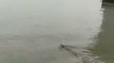 Viral, Penampakan Buaya di Bawah Jembatan Suramadu