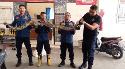 Ular Sanca Teror Jamaah Masjid di Lamongan, Damkar Beraksi