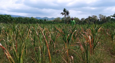 Petani di Tamansari Jember Terancam Gagal Panen Lagi, Tidak Dapat Jatah Air