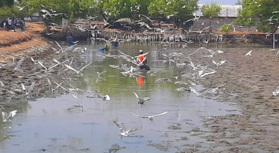 Petani Tambak di Sidoarjo Gagal Panen Gegara Suhu Panas
