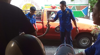 Ular Piton Masuk Rumah Warga di Ponorogo, 5 Ayam Kate Jadi Santapan