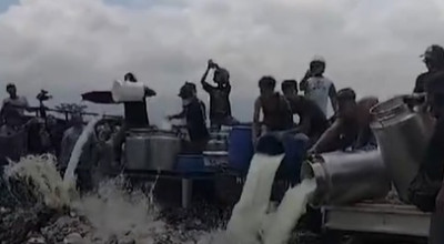 Viral Peternak Sapi Perah Buang Susu, Pakar UM Surabaya: Kelemahan Sistemik