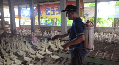 Guru di Lamongan Sukses jadi Peternak Bebek hingga Raup Cuan Belasan Juta Rupiah