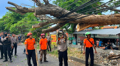 Pohon Tumbang di Wonoayu Timpa Warung, Jalur Sidoarjo-Krian Lumpuh