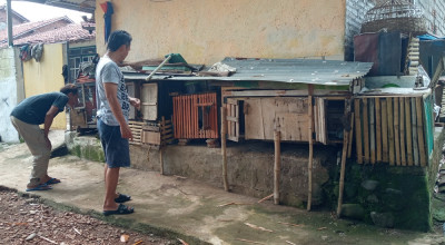 Ular Sanca Kembang Teror Warga Telengsari Jember