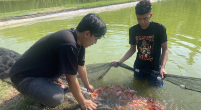 Pria Ponorogo Bisnis Koi Raup Omzet Rp5 Juta Sehari, Belajar ke Jepang