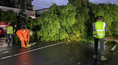 Ponorogo Diguyur Hujan Deras, Pohon Beringin Tumbang