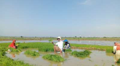 Dorong Produktivitas, Pemkab Lamongan Percepat Musim Tanam Padi