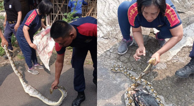 Damkar Ponorogo Tangkap Ular Piton yang Meresahkan Warga Desa Nglayang