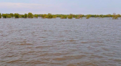 Banjir Rob di Sedati Sidoarjo Belum Surut, Petani Merugi