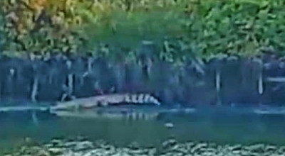 Buaya 4 Meter di Sidoarjo, BKSDA Jatim Warning Warga untuk Waspada