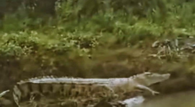 Buaya 4 Meter Teror Warga Buduran Sidoarjo, Hati-hati....