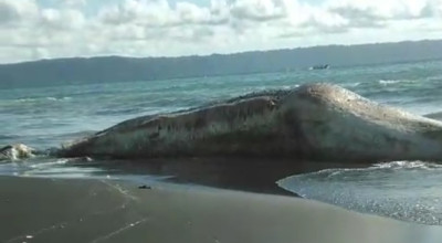 Hiu Tutul Ditemukan Warga Terdampar di Pantai Jember