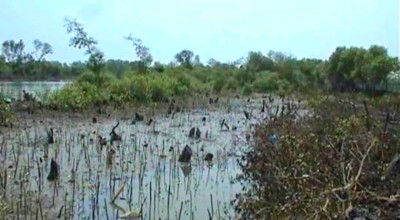 Hutan Mangrove di Pesisir Timur Sidoarjo Rusak Parah, Butuh Penanganan Pemkab