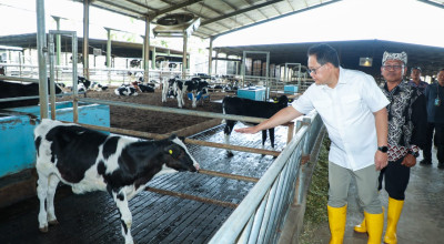 Berkunjung ke Peternakan Sapi Modern Farm di Bumi Rojo Koyo Jatim