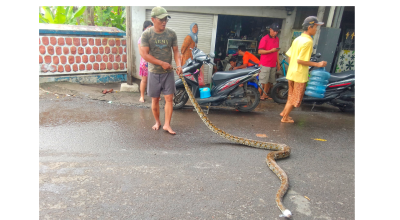 3 Ular Sanca Kembang Muncul di Kureksari Sidoarjo saat Sungai Buntung Meluap