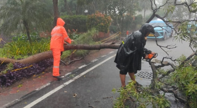 Hujan Deras dan Angin Kencang di Surabaya, 3 Rumah Rusak-18 Pohon Tumbang