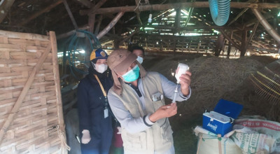 Disnakeswan Lamongan Antisipasi Penularan PMK di Musim Penghujan