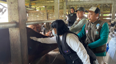 Lamongan Siaga PMK: Cegah Penyebaran di Pasar Hewan dan Masifkan Vaksinasi
