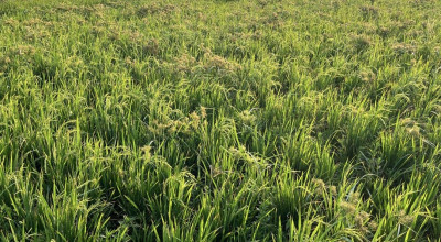 Bulog Siap Beli Gabah atau Beras Petani di Kediri dan Nganjuk Sesuai HPP