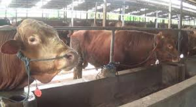 104 Kasus PMK di Tuban, Pemkab Perketat Pengawasan Lalu Lintas Ternak