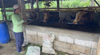 Wabah PMK di Jimbe Ponorogo, Diduga juga Dialami Sapi Desa Plalangan