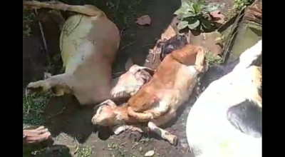 80 Kambing di Ponorogo Mati Misterius, Peternak Rugi Ratusan Juta Rupiah