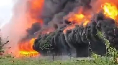 34 Ribu Ekor Ayam Terpanggang di Jember, Kerugian Capai Rp 1,4 Miliar