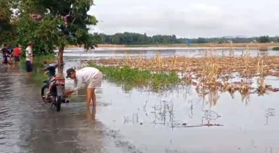 200 Hektare Lahan Pertanian di Ambulu Jember Terendam Banjir