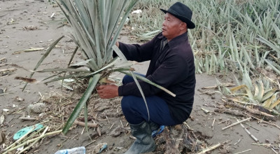 Puluhan Hektare Kebun Nanas di Plosoklaten Kediri Rusak Akibat Banjir, Petani Rugi Besar