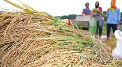 DKP2P Tuban Siap Serap 100 Persen Hasil Panen Petani demi Swasembada Pangan