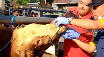 Sempat Melandai, Wabah PMK di Trenggalek Merebak sejak Desember 2024