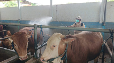 Dinas Peternakan dan Kesehatan Hewan Tulungagung Terima 10.500 Dosis Vaksin PMK